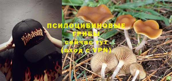 сатива Россошь