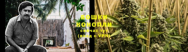 сатива Россошь